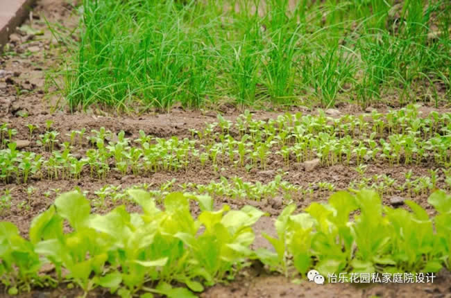 青島庭院設(shè)計分享客戶案例